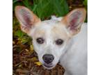 Adopt Georgia a Tan/Yellow/Fawn - with White Papillon / Corgi / Mixed dog in