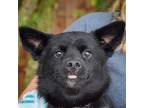 Adopt Washington a Black - with White Papillon / Corgi / Mixed dog in Huntley
