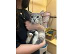 Adopt Olus KITTEN RPS a Gray, Blue or Silver Tabby Domestic Shorthair / Mixed