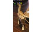 Adopt Gizmo a Domestic Mediumhair / Mixed cat in San Antonio, TX (41481794)