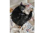 Adopt Cocoa Puffs a Domestic Mediumhair / Mixed cat in San Antonio