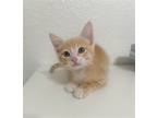 Adopt Gambit a Orange or Red Domestic Mediumhair / Mixed cat in San Antonio