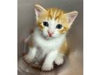 Adopt Shinx a Domestic Mediumhair / Mixed cat in San Antonio, TX (41551874)