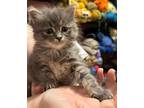 Adopt Espurr a Domestic Shorthair / Mixed cat in San Antonio, TX (41551876)