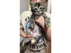 Adopt Sprigatito a Domestic Shorthair / Mixed cat in San Antonio, TX (41551875)