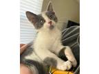 Adopt Frank a Russian Blue / Mixed cat in San Antonio, TX (41551879)