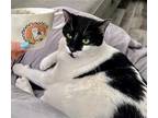 Adopt Doja a Black & White or Tuxedo Domestic Shorthair / Mixed (short coat) cat