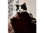 Adopt Milo a Black & White or Tuxedo Domestic Shorthair / Mixed (short coat) cat