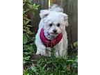 Adopt Ollie a White Poodle (Miniature) / Mixed dog in Toronto, ON (41482190)