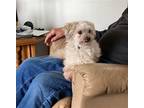 Adopt Poppy a White Toy Poodle / Mixed dog in Toronto, ON (41552778)