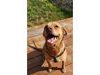 Adopt Buttercup a Red/Golden/Orange/Chestnut Mutt / Mixed dog in Houston