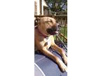 Adopt Drummer a Tan/Yellow/Fawn - with White Black Mouth Cur / Mixed dog in