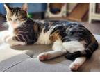 Adopt Hank a Tiger Striped Tabby / Mixed (medium coat) cat in Gladstone