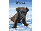 Adopt Westin a Black - with White Labrador Retriever / Mixed dog in Phelan