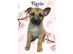 Adopt Rosie a Brown/Chocolate - with Black German Shepherd Dog / Mixed dog in