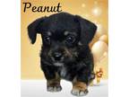 Adopt Peanut a Tricolor (Tan/Brown & Black & White) Dachshund / Terrier (Unknown