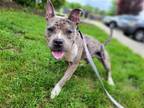 Adopt Blueberry Danish a Merle Pit Bull Terrier / Mixed dog in Millersville