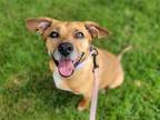 Adopt Lola a Tan/Yellow/Fawn - with White Beagle / Mixed dog in Millersville