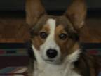 Adopt Bella a Brindle - with White Corgi / Mixed dog in Wichita, KS (41552891)