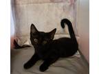 Adopt Scotty a All Black Domestic Shorthair / Mixed (short coat) cat in Garland