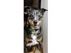 Adopt Dax a Brown/Chocolate - with Tan Australian Cattle Dog / Catahoula Leopard