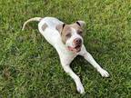 Adopt Alfie a White - with Tan, Yellow or Fawn American Pit Bull Terrier dog in