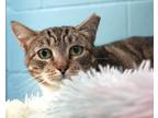 Adopt Elaine a Brown Tabby Domestic Shorthair (short coat) cat in Forked River