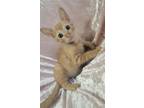 Adopt Jeff a Domestic Shorthair / Mixed cat in San Antonio, TX (41551878)