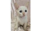 Adopt Princess a White Domestic Shorthair / Mixed cat in San Antonio