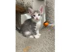 Adopt Dazzler a Calico / Mixed cat in San Antonio, TX (41552796)
