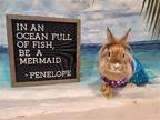 Adopt Penelope a Tan Lionhead / Mixed (medium coat) rabbit in Columbus