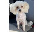 Adopt Daisy a White - with Tan, Yellow or Fawn Poodle (Miniature) / Bichon Frise