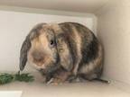 Adopt Turmeric a Other/Unknown / Mixed rabbit in New York, NY (41552734)