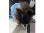 Adopt Spumoni a Guinea Pig small animal in New York, NY (41552730)