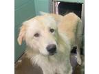 Adopt Joey a Great Pyrenees / Mixed dog in Beebe, AR (41552727)