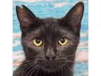 Adopt Willy a All Black Bombay / Mixed (short coat) cat in Huntley