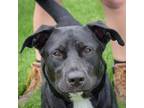 Adopt Leo a Black - with White Labrador Retriever / Mixed dog in Huntley