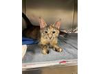 Adopt Taylor Swift a Orange or Red Domestic Shorthair / Mixed Breed (Medium) /