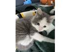 Adopt Squishmallow a Gray or Blue (Mostly) Domestic Shorthair / Mixed (short