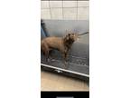 Adopt Lexi a Brown/Chocolate Labrador Retriever / Mixed dog in Terre Haute