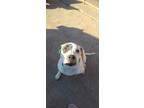 Adopt Jax a White - with Black American Pit Bull Terrier / Border Collie / Mixed