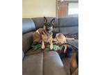 Adopt Harley a Brown/Chocolate German Shepherd Dog / Mixed dog in Levittown