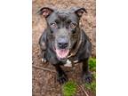 Adopt Marie- IN FOSTER a Black Mixed Breed (Small) / Mixed Breed (Medium) /