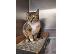 Adopt 2024-05-240 a Domestic Shorthair / Mixed (short coat) cat in Winder