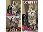 Adopt Lorelei a Domestic Shorthair / Mixed (short coat) cat in Pierceton