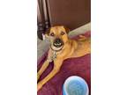 Adopt Clarence a Tan/Yellow/Fawn - with Black Black Mouth Cur / Mixed dog in