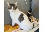 Adopt MILEY - SWEET BEAUTIFUL YOUNG KITTY a White (Mostly) Domestic Shorthair /