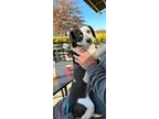 Adopt Diamond Girl - FOSTER NEEDED 5 WEEKS ONLY! a Black - with White Beagle /