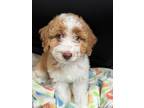Adopt Ava a White - with Red, Golden, Orange or Chestnut Bernedoodle / Mixed dog