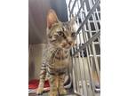 Adopt 2024-05-204 a Domestic Shorthair / Mixed (short coat) cat in Winder